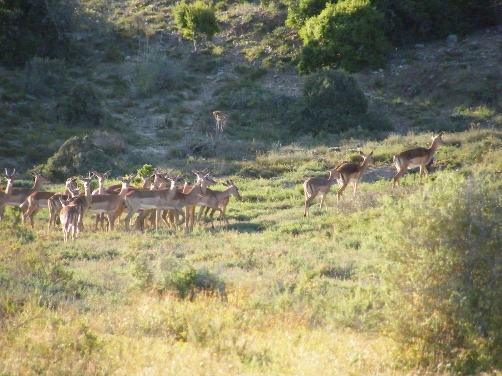 Kudu Ridge Game Lodge Addo Exterior photo