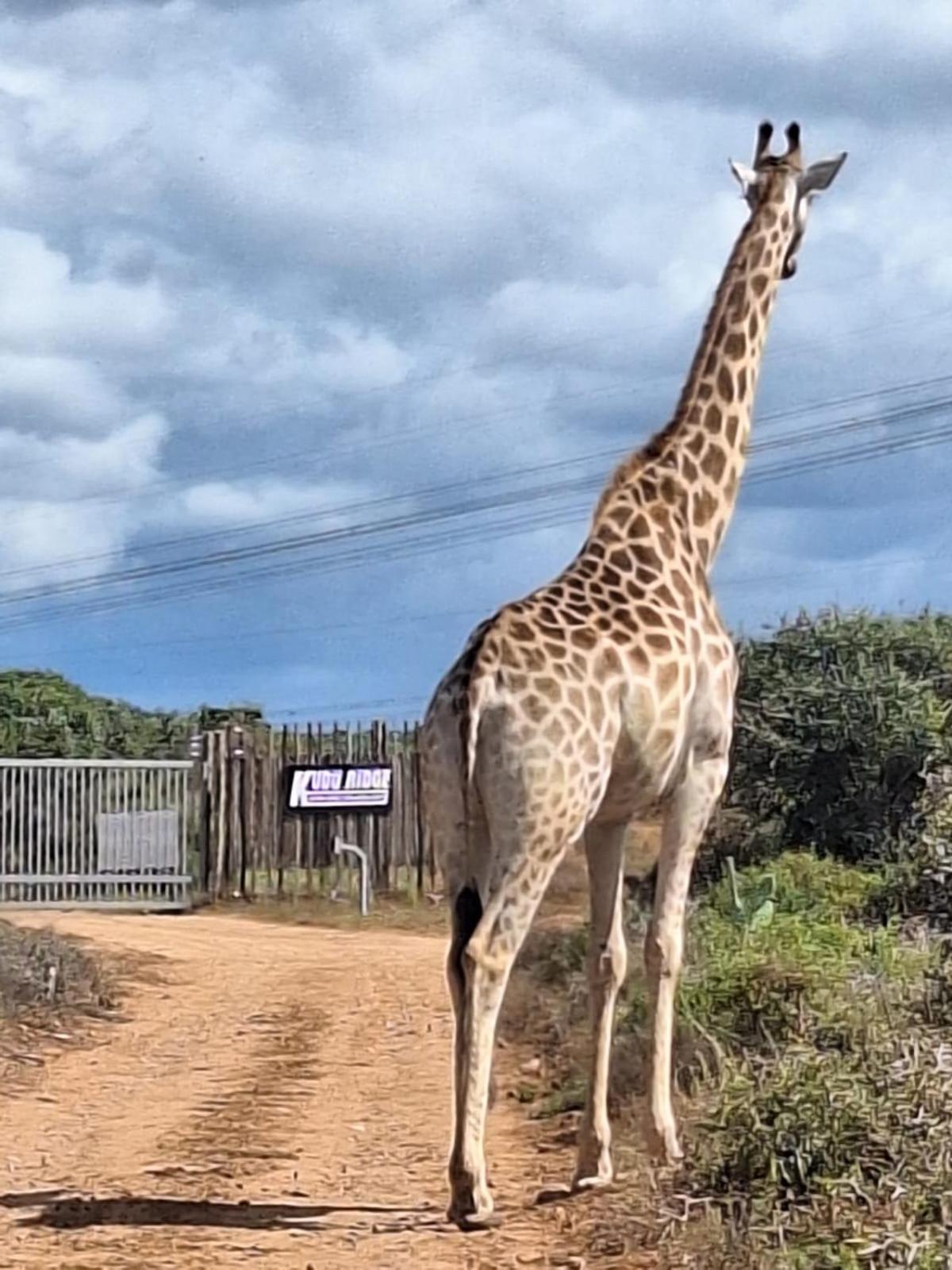 Kudu Ridge Game Lodge Addo Exterior photo