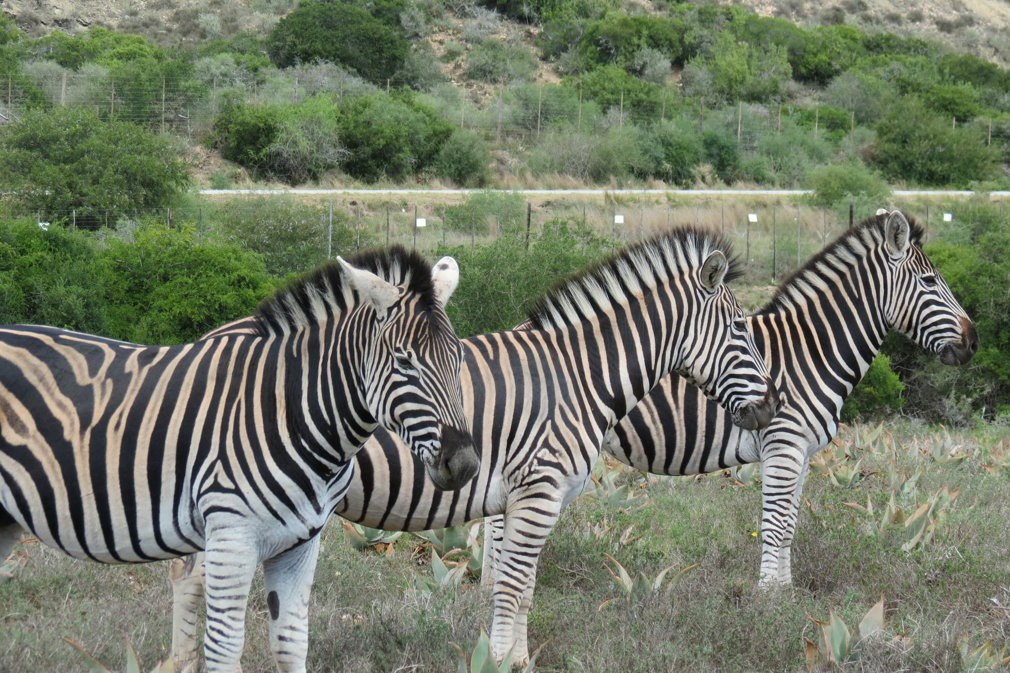 Kudu Ridge Game Lodge Addo Exterior photo